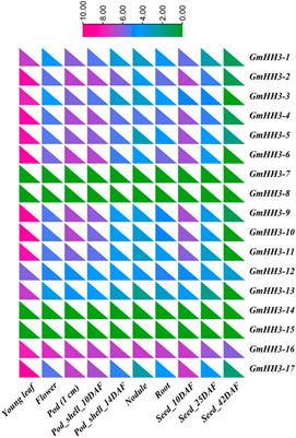 Characterization of Histone H3 Gene Family Reveals That GmHH3-3 is Associated With Higher Seed Weight in Glycine max